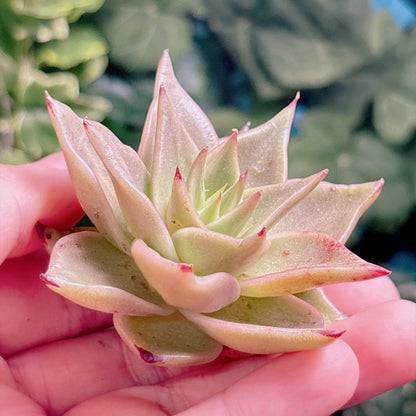 多肉植物