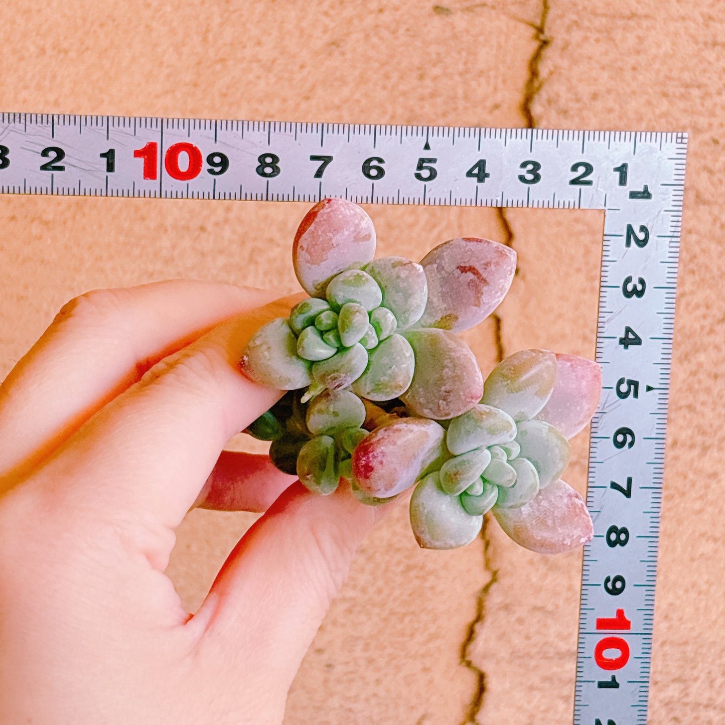 トム・サム　A品　カット苗　134-10