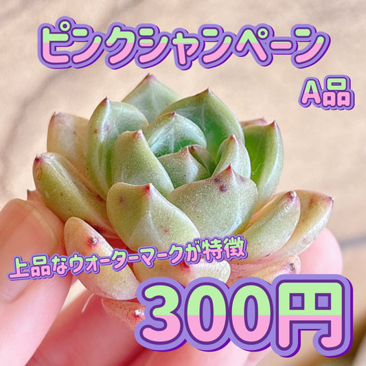 ピンクシャンペーン　A品　カット苗