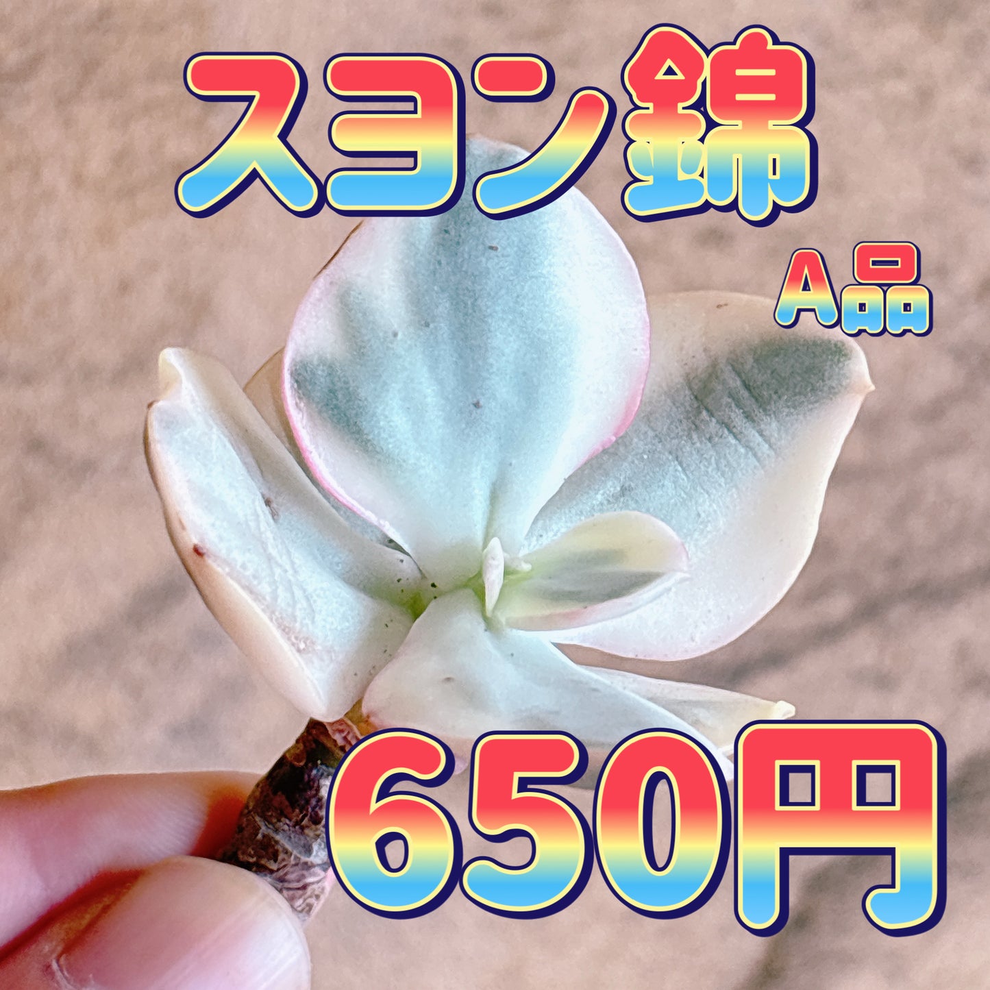 スヨン錦　A品　カット苗