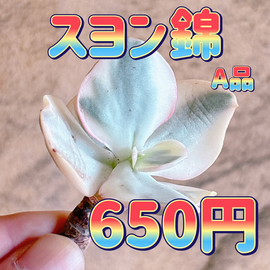 スヨン錦　A品　カット苗