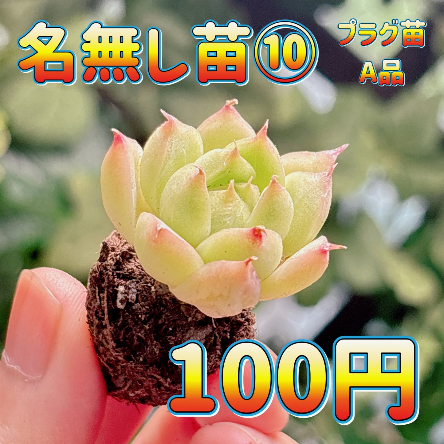 名無し苗１０　A品　プラグ苗