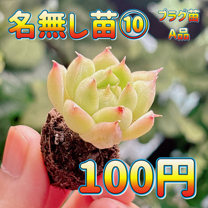 名無し苗１０　A品　プラグ苗