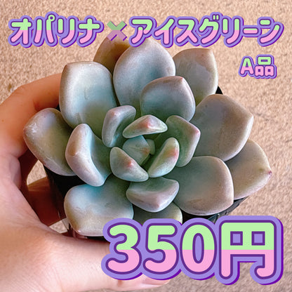 オパリナ×アイスグリーン　A品　根付き苗