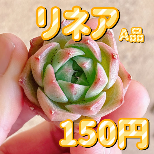 リネア　A品　カット苗