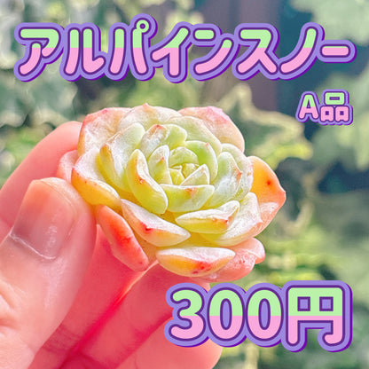 アルパインスノー　A品　カット苗
