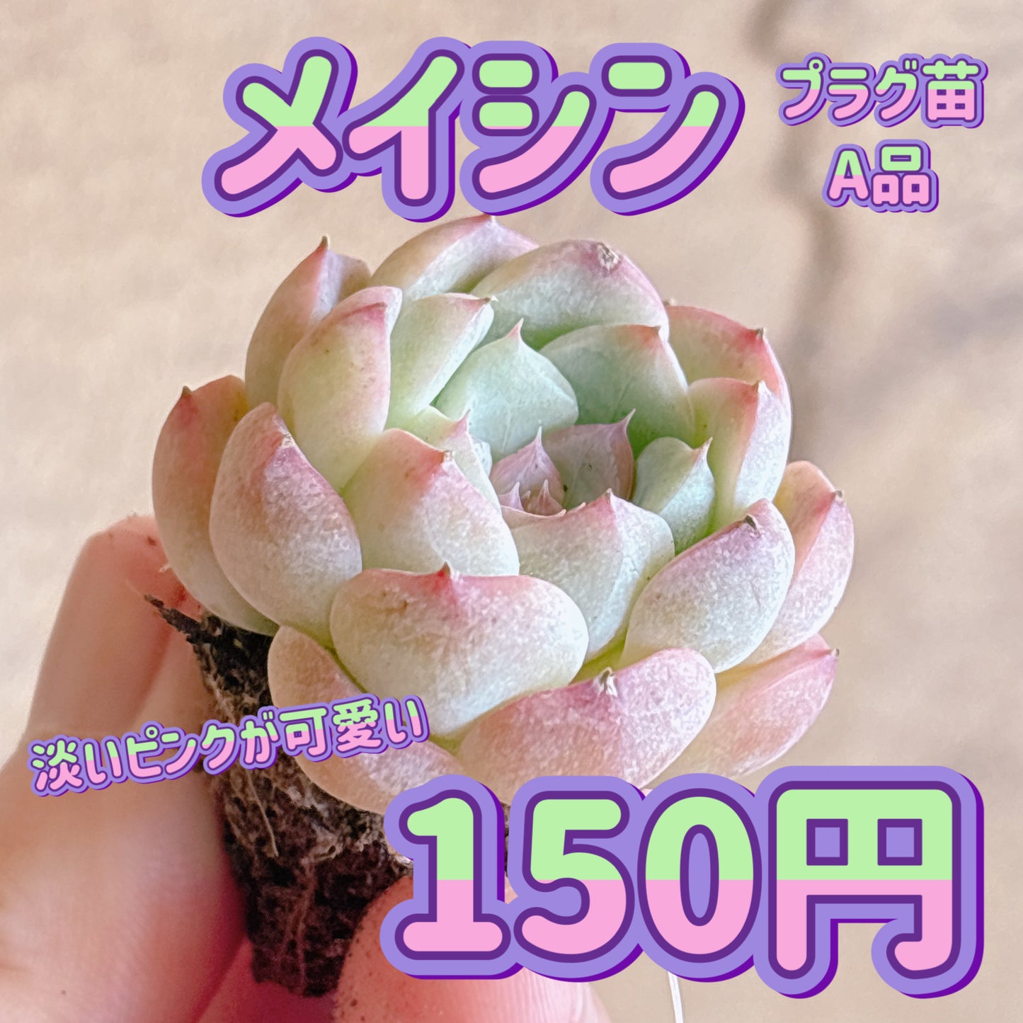 メイシン　A品　プラグ苗