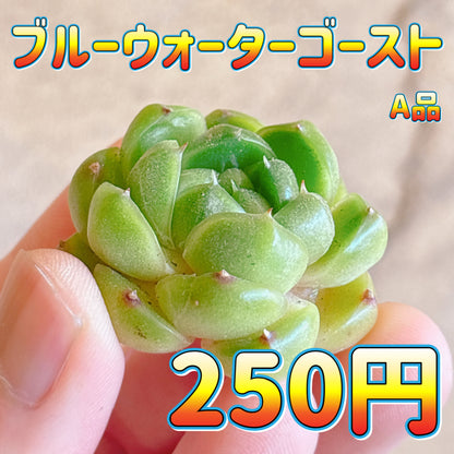 ブルーウォーターゴースト　A品　カット苗