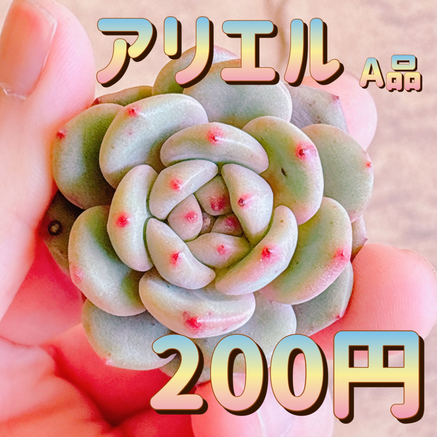アリエル　A品　カット苗