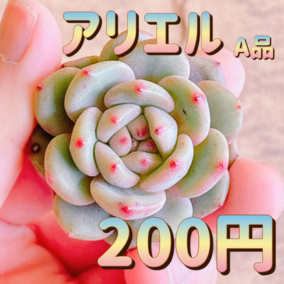 アリエル　A品　カット苗