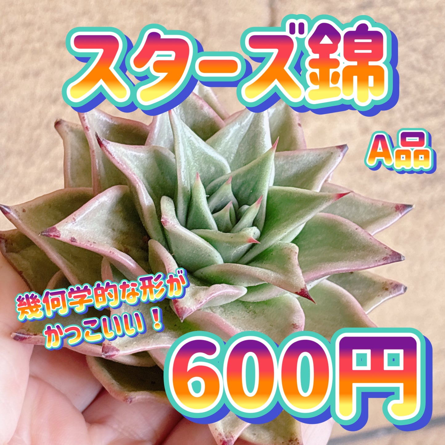 スターズ錦　A品　カット苗