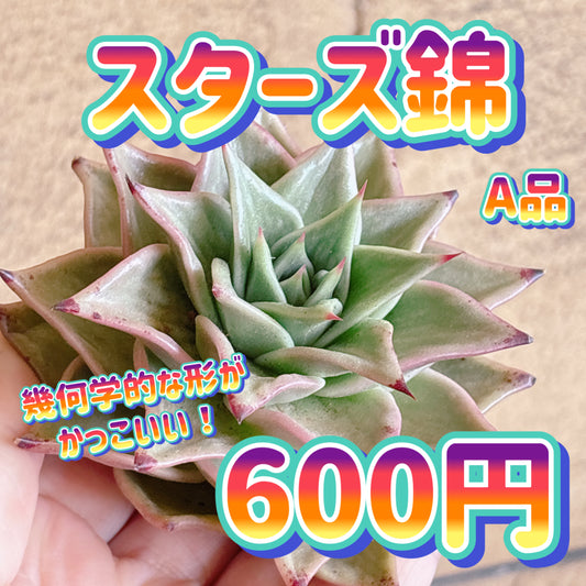 スターズ錦　A品　カット苗