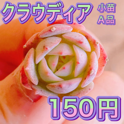 クラウディア小苗　A品　カット苗