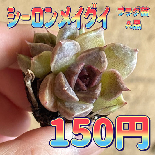 シーロンメイグイ　A品　プラグ苗