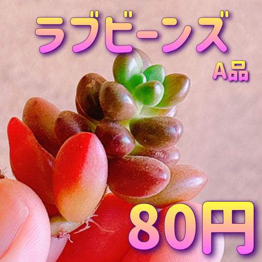 ラブビーンズ　A品　カット苗