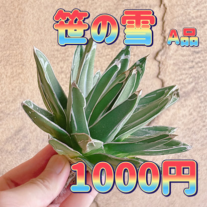 笹の雪　A品　カット苗