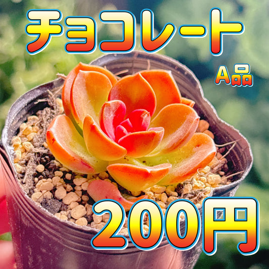 チョコレート　A品　根付き苗