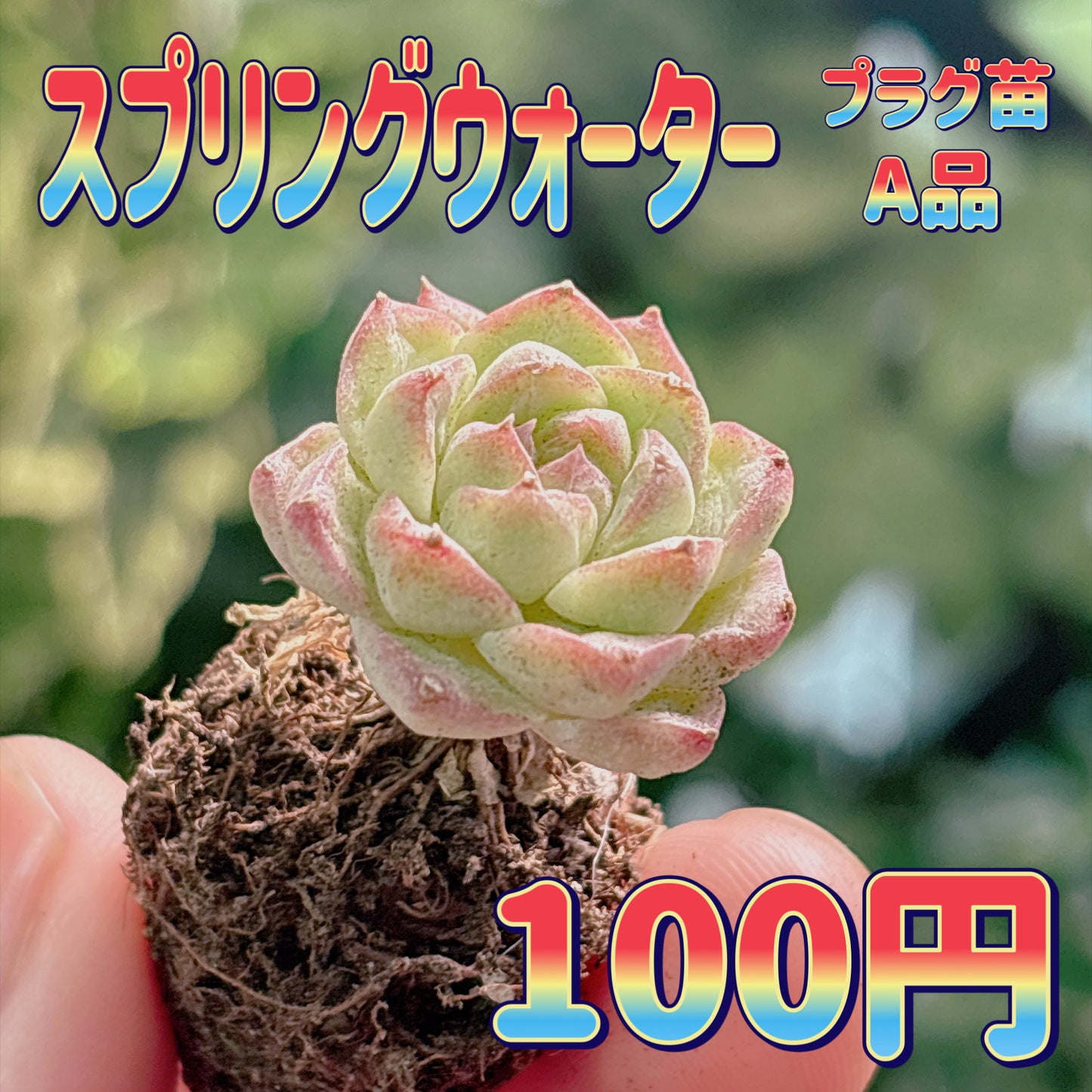 スプリングウォーター　A品　プラグ苗