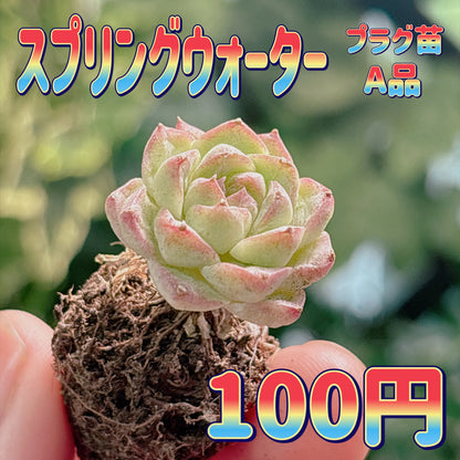 スプリングウォーター　A品　プラグ苗
