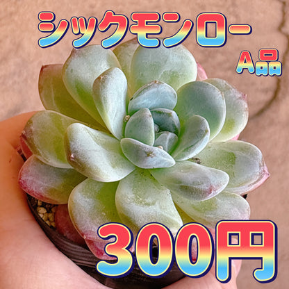シックモンロー　A品　根付き苗