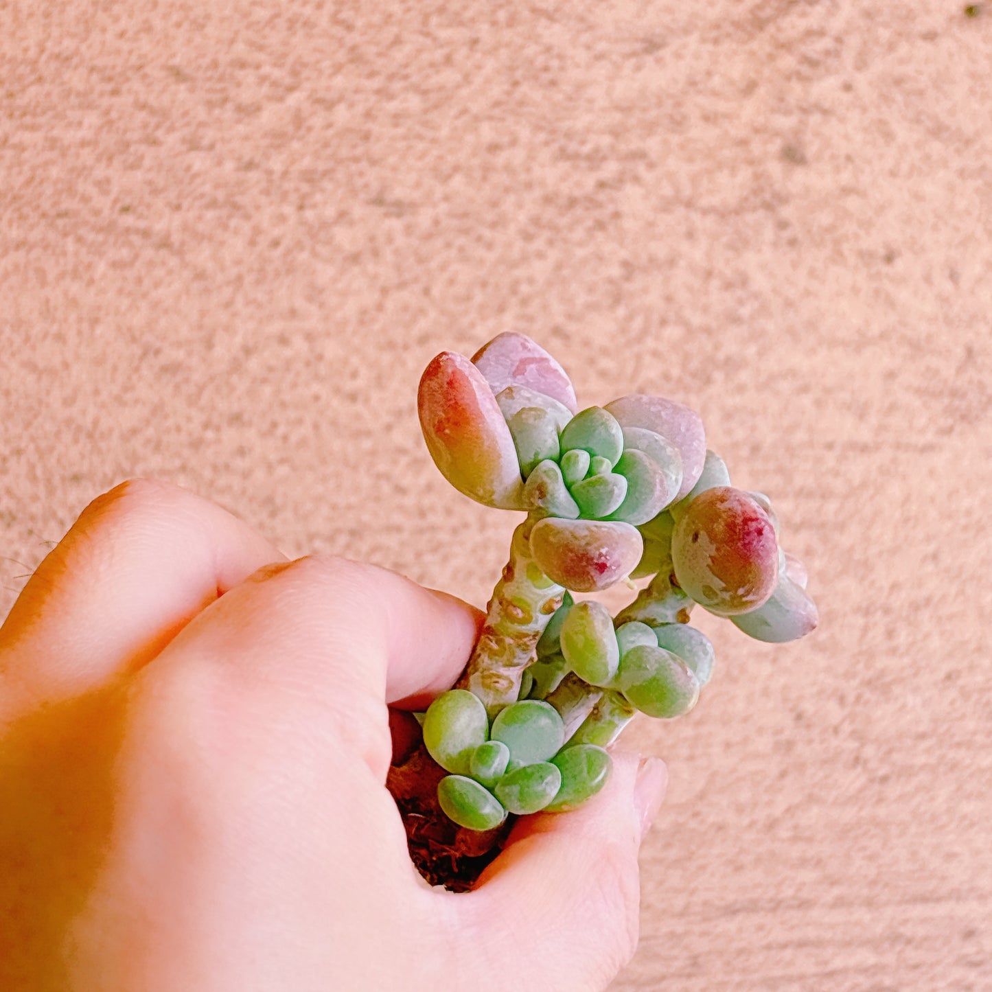 トム・サム　A品　カット苗　134-10