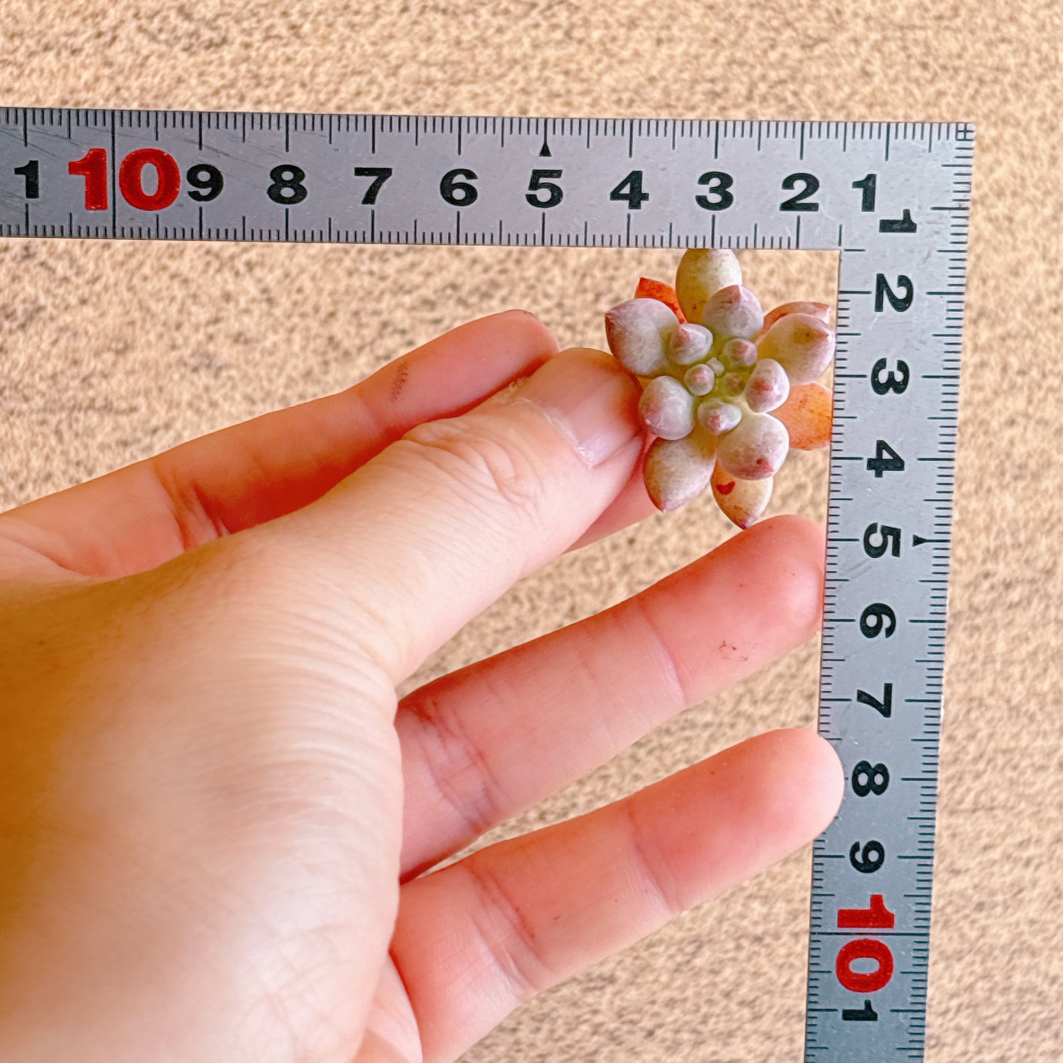 フェンジー A品 カット苗 – Bull Succulent