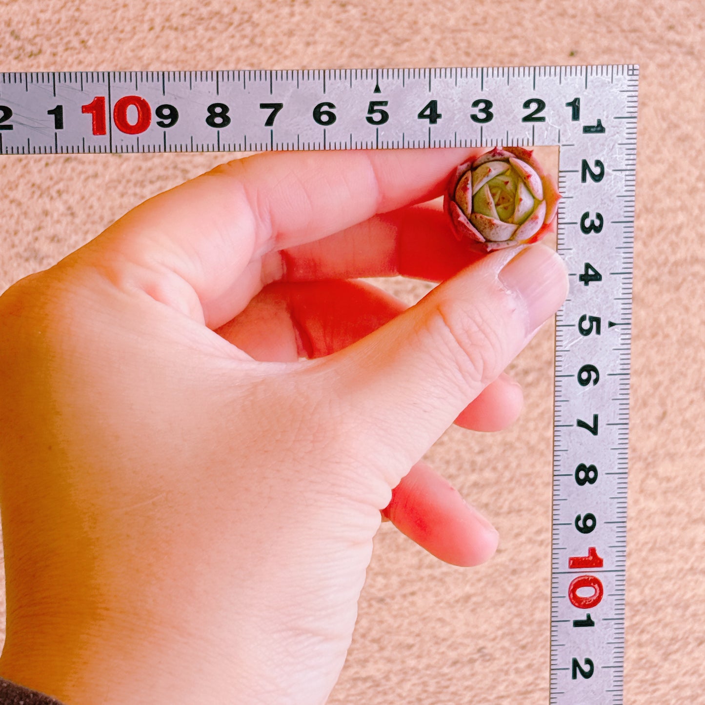 クラウディア小苗　A品　カット苗