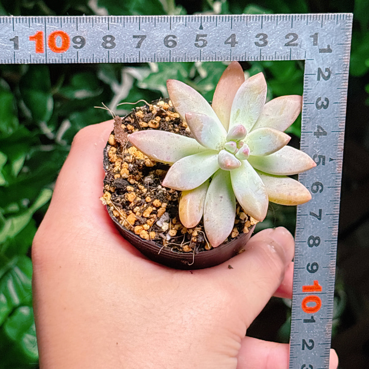 秋麗　A品　根付き苗