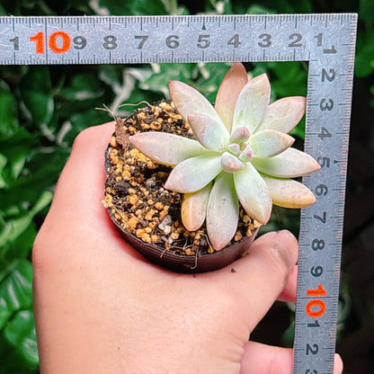 秋麗　A品　根付き苗