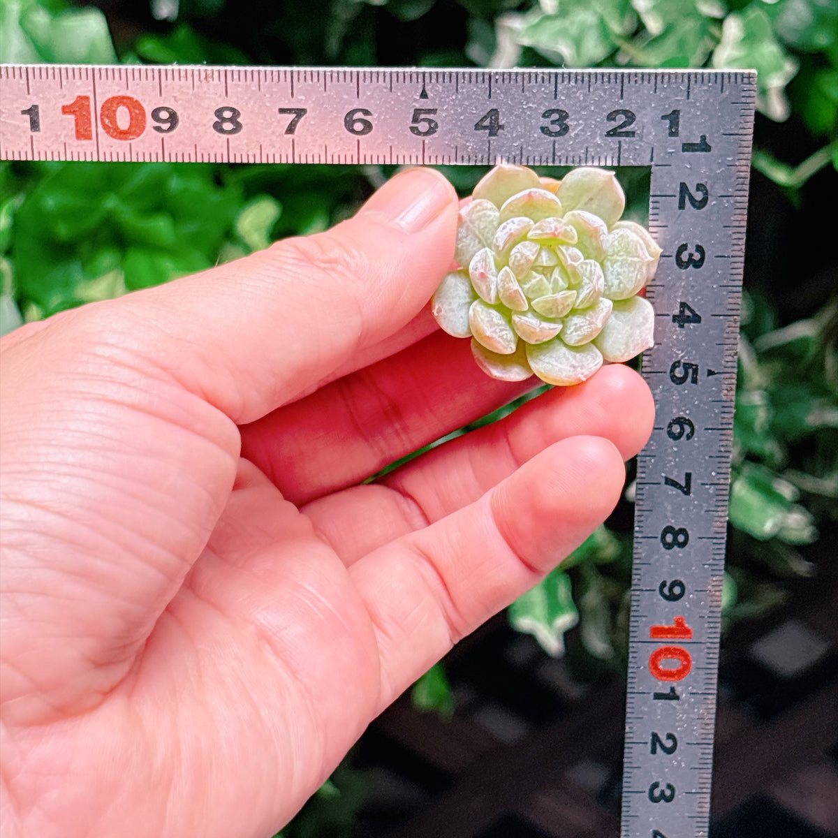 ホワイトラバー　A品　カット苗