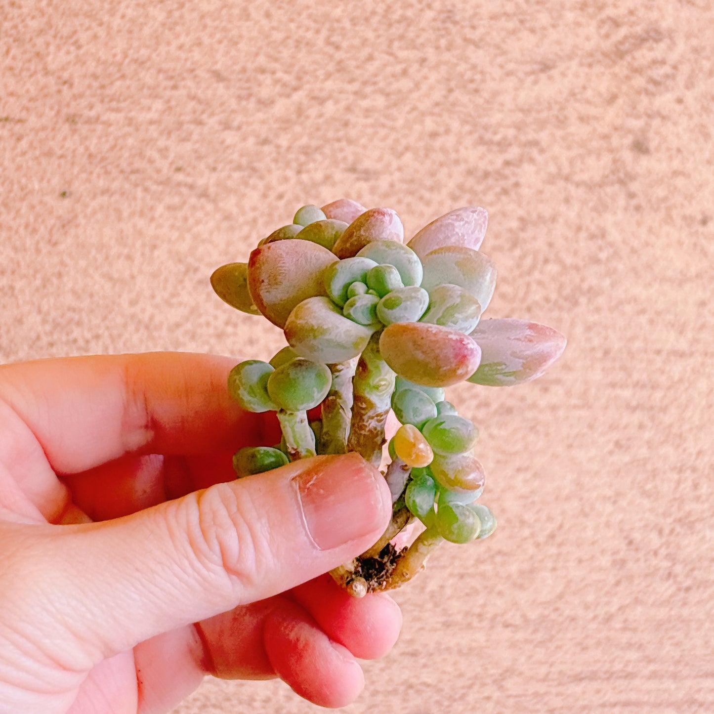 トム・サム　A品　カット苗　134-10