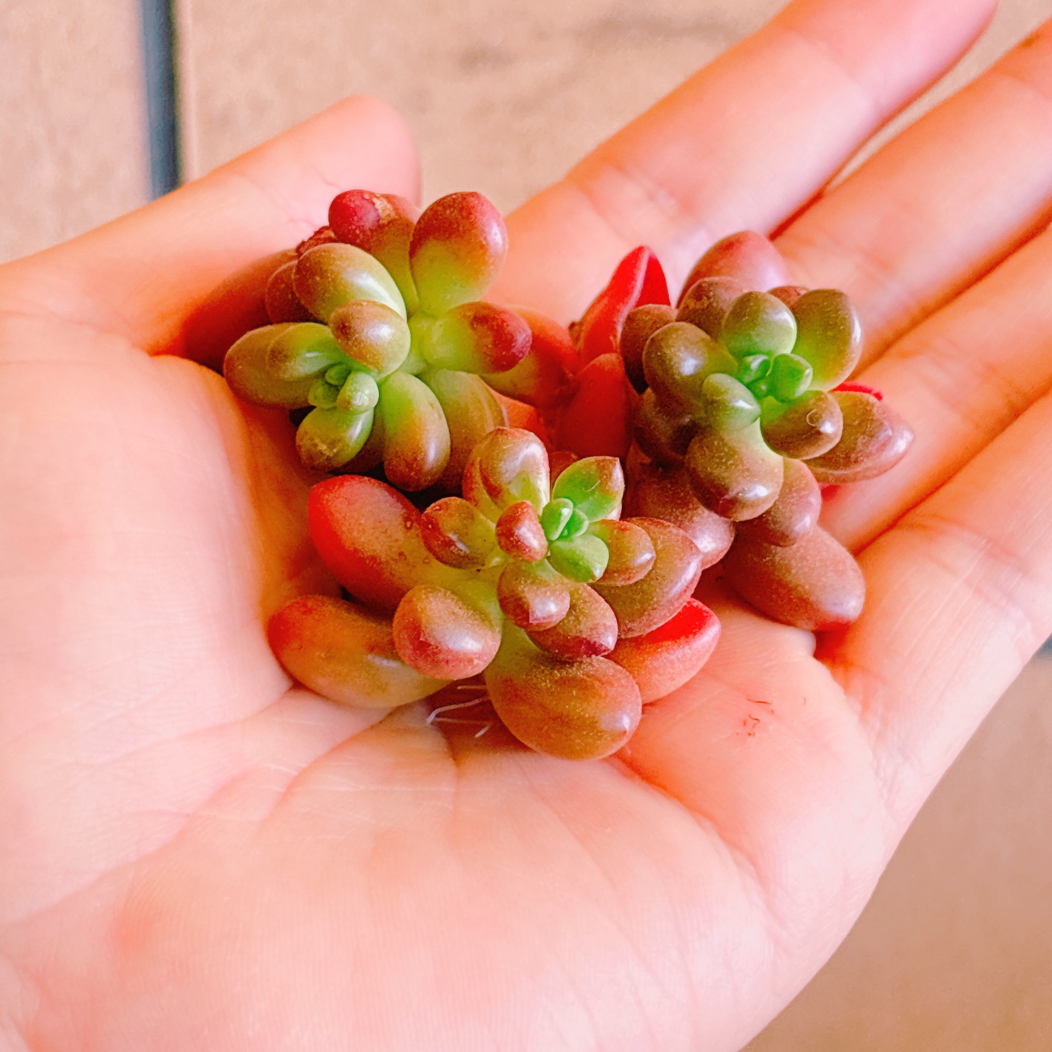 ラブビーンズ A品 カット苗 – Bull Succulent