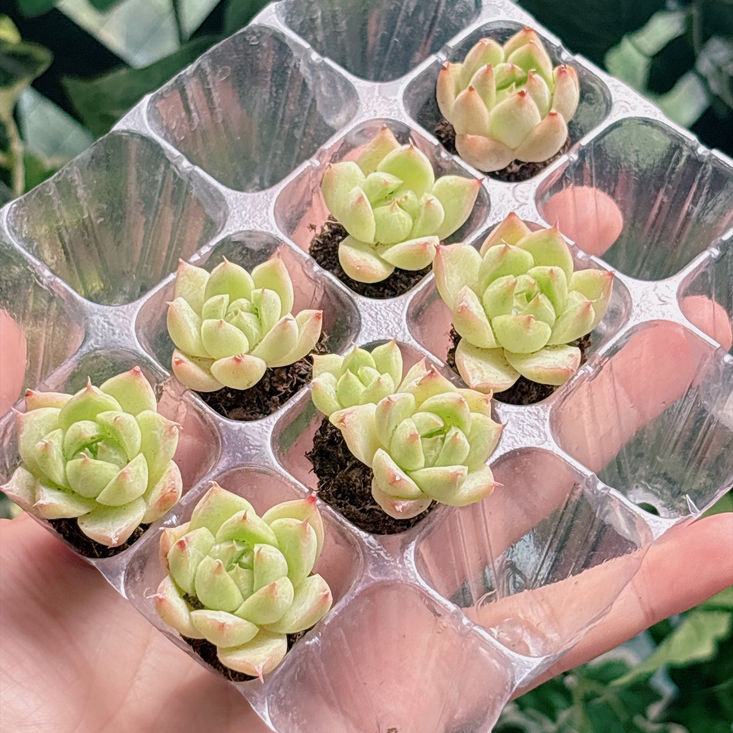 名無し苗１０　A品　プラグ苗