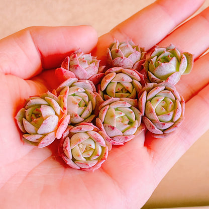 クラウディア小苗　A品　カット苗