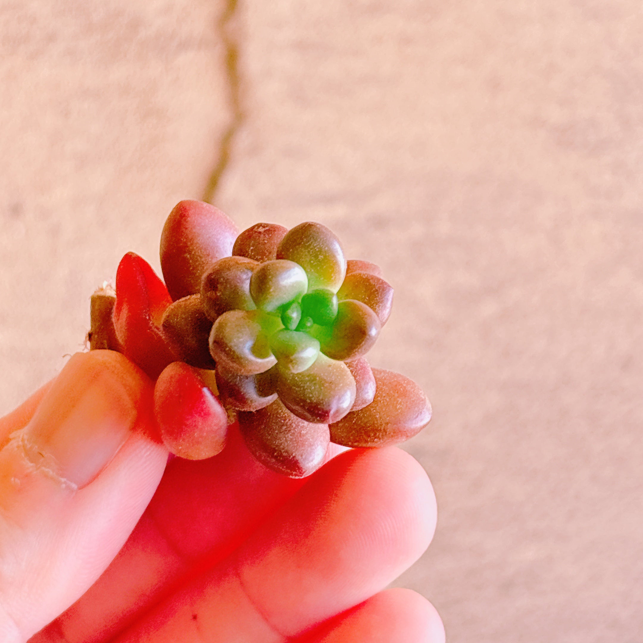 ラブビーンズ A品 カット苗 – Bull Succulent