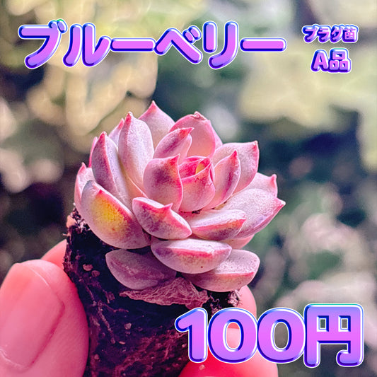 ブルーベリー　A品　プラグ苗