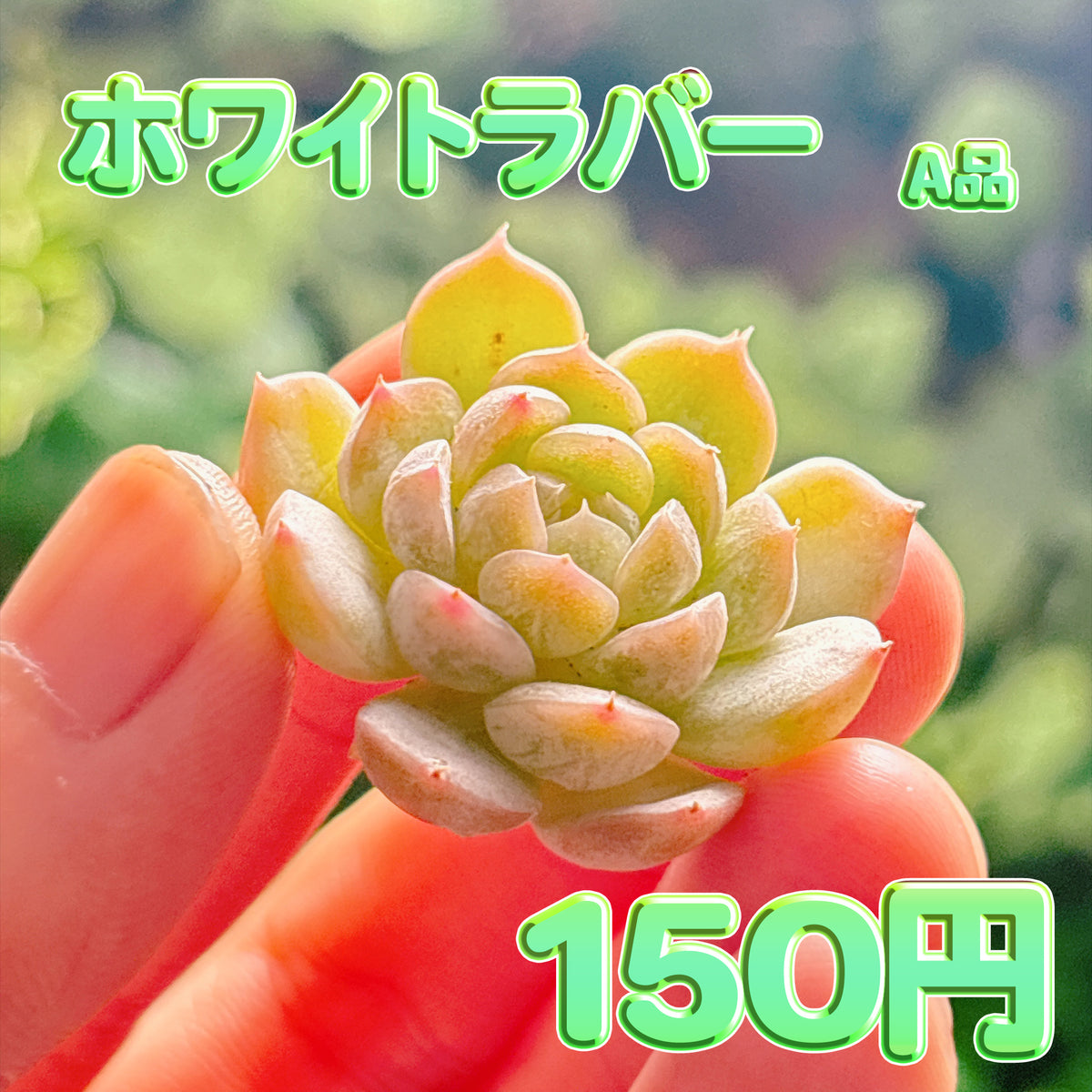 ホワイトラバー　A品　カット苗