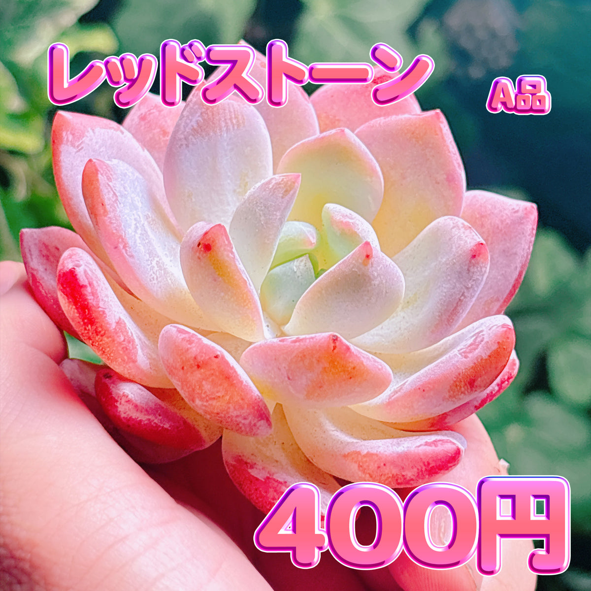 レッドストーン　A品　カット苗