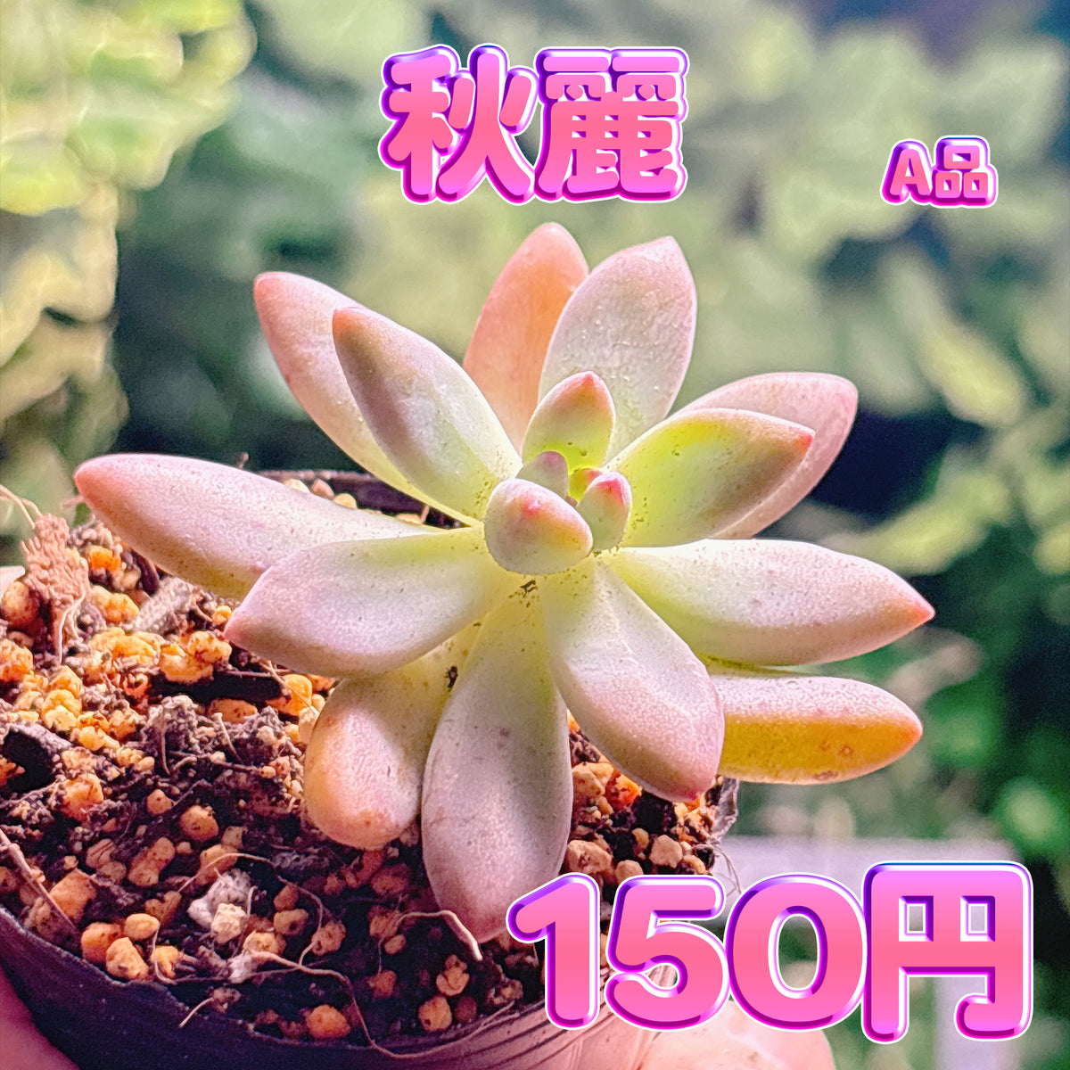 秋麗　A品　根付き苗