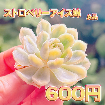 ストロベリーアイス錦　A品　カット苗