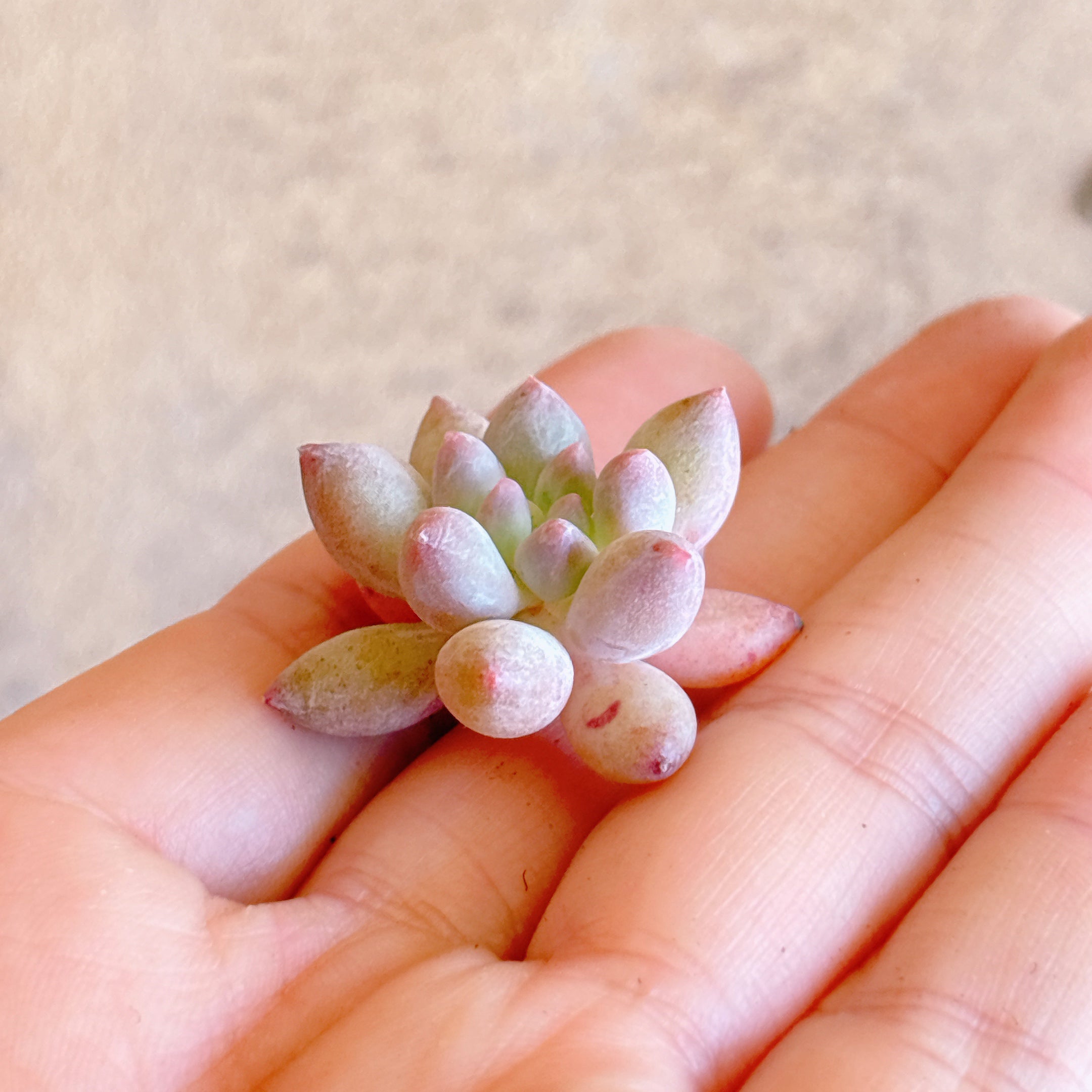 フェンジー A品 カット苗 – Bull Succulent