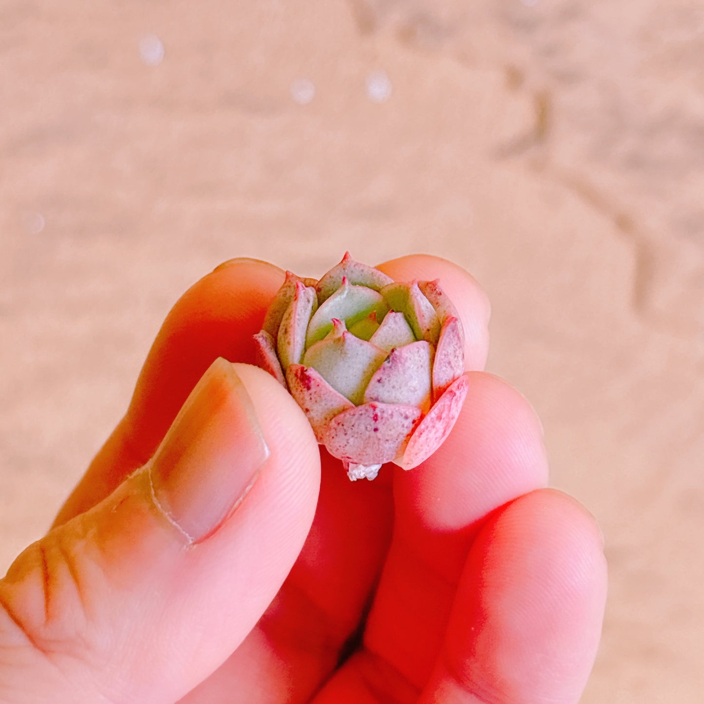 クラウディア小苗　A品　カット苗