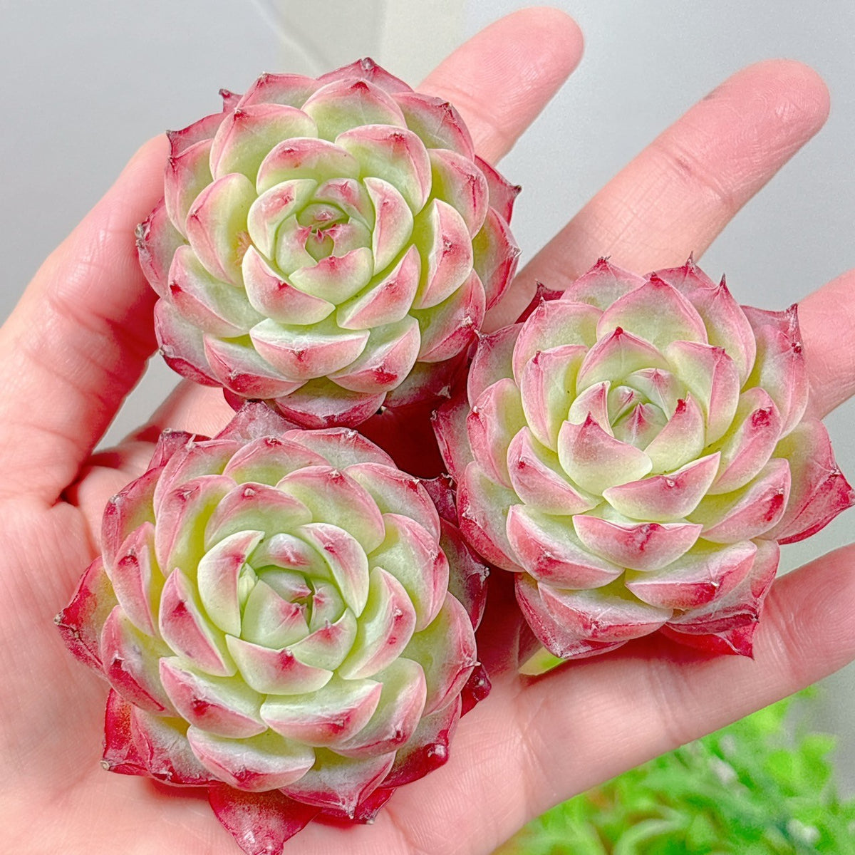ピンククリスタルローズ 特級品 – Bull Succulent