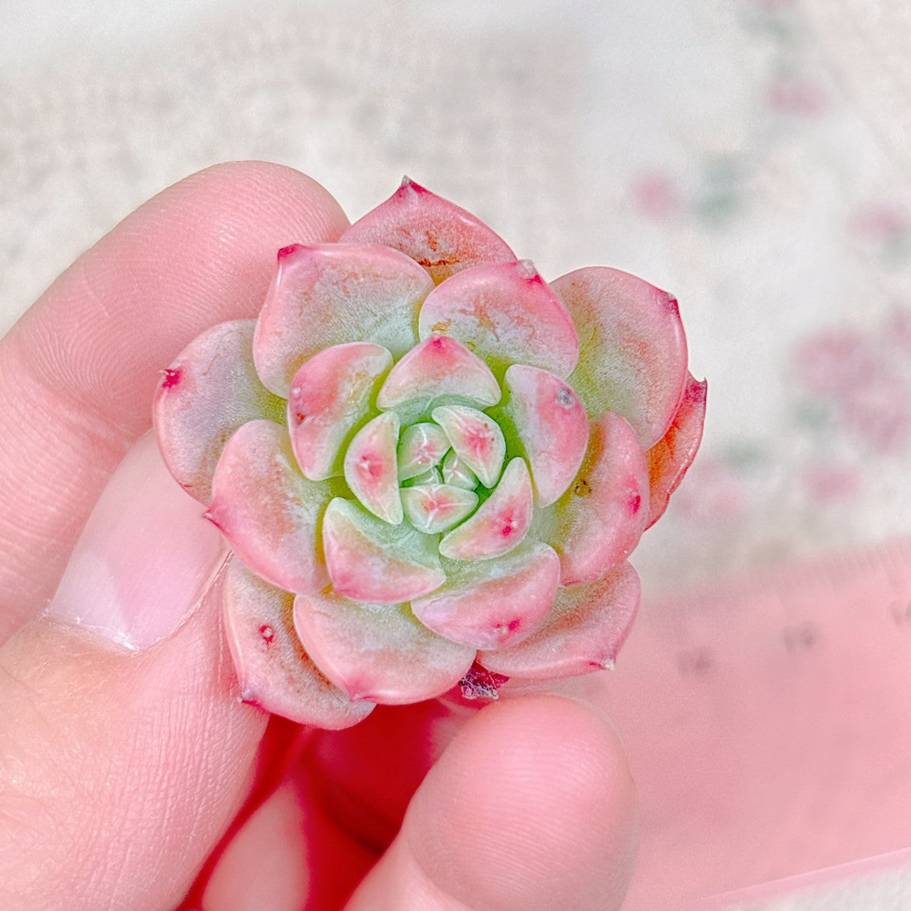 AKマリア 小苗 A品 – Bull Succulent