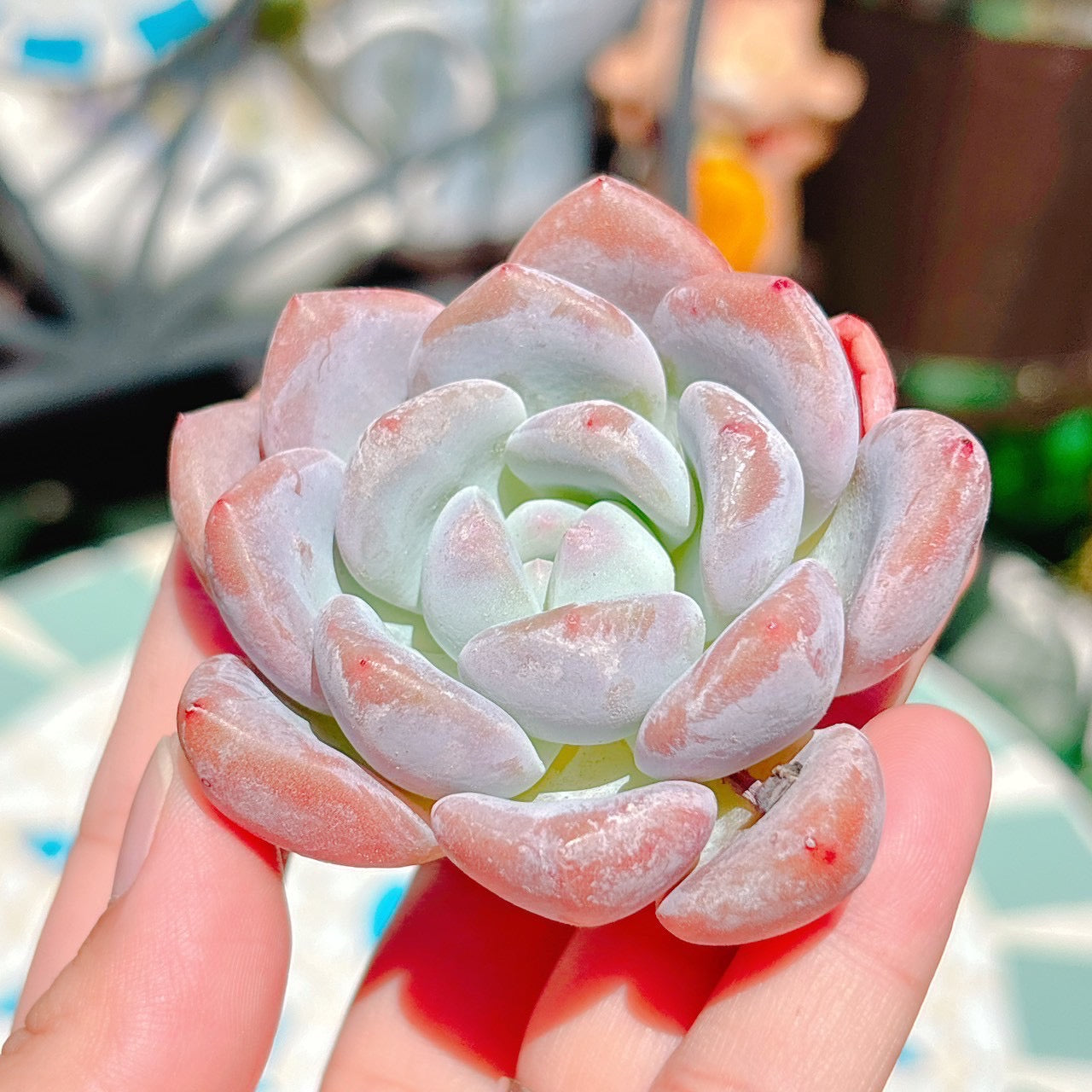 オパリナ×アイスグリーン　特級品
