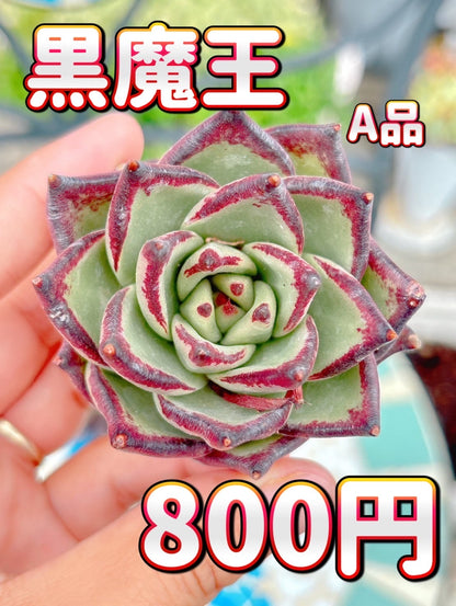黒魔王　A品