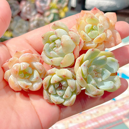 スモールベルト　A品　小苗