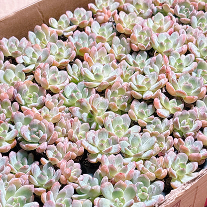 多肉植物