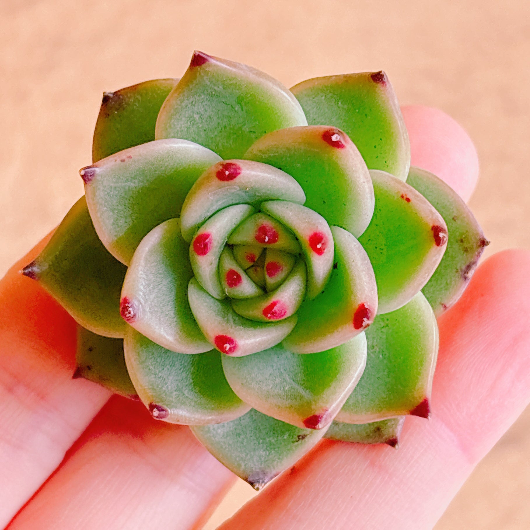 ブルードラゴン A品 カット苗 – Bull Succulent