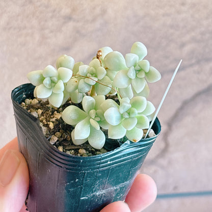 多肉植物